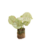 Afbeelding in Gallery-weergave laden, Syngonium podophyllum 'Milk Confetti' - Root Houseplants