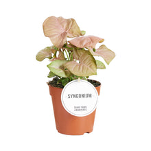 Afbeelding in Gallery-weergave laden, Syngonium podophyllum 'Neon Robusta' - Root Houseplants