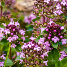 Afbeelding in Gallery-weergave laden, Thymus serpyllum - Creeping Thyme - Root Houseplants