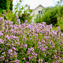Afbeelding in Gallery-weergave laden, Thymus vulgaris - Common Thyme - Root Houseplants