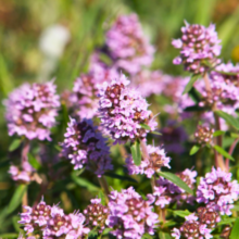 Afbeelding in Gallery-weergave laden, Thymus vulgaris - Common Thyme - Root Houseplants