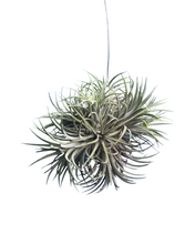 Afbeelding in Gallery-weergave laden, Tillandsia ionantha - Root Houseplants