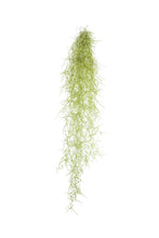 Afbeelding in Gallery-weergave laden, Tillandsia usneoides - Spanish Moss - Root Houseplants