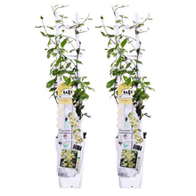 Afbeelding in Gallery-weergave laden, Trachelospermum jasminoides 'Star of Toscana' - Root Houseplants