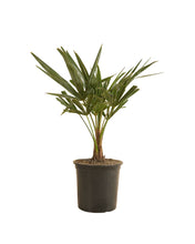 Afbeelding in Gallery-weergave laden, Trachycarpus fortunei - Chusan Palm - Root Houseplants
