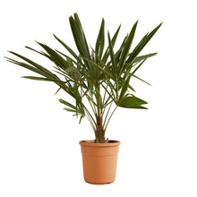 Afbeelding in Gallery-weergave laden, Trachycarpus fortunei - Chusan Palm - Root Houseplants