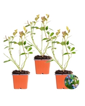 Afbeelding in Gallery-weergave laden, Vaccinium corymbosum - Blueberry - Root Houseplants