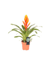 Afbeelding in Gallery-weergave laden, Vriesea 'Intenso' - Root Houseplants