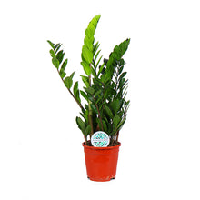 Afbeelding in Gallery-weergave laden, Zamioculcas zamiifolia - ZZ plant - Root Houseplants