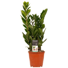 Afbeelding in Gallery-weergave laden, Zamioculcas zamiifolia - ZZ plant - Root Houseplants