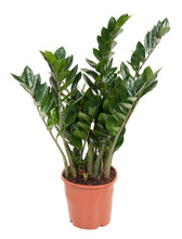 Afbeelding in Gallery-weergave laden, Zamioculcas zamiifolia - ZZ plant - Root Houseplants