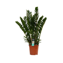 Afbeelding in Gallery-weergave laden, Zamioculcas zamiifolia - ZZ plant - Root Houseplants
