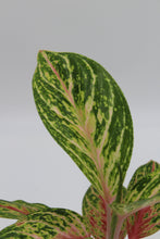 Carica l'immagine nel visualizzatore di Gallery, Aglaonema 'Cocomelon' - Root Houseplants