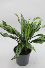 Carica l'immagine nel visualizzatore di Gallery, Aglaonema 'Miss Juliette' - Root Houseplants
