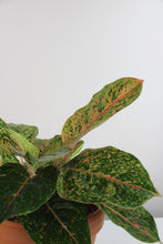 Carica l'immagine nel visualizzatore di Gallery, Aglaonema 'Prestige' - Root Houseplants