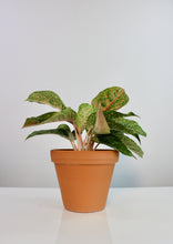 Carica l'immagine nel visualizzatore di Gallery, Aglaonema 'Prestige' - Root Houseplants