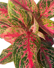 Carica l'immagine nel visualizzatore di Gallery, Aglaonema 'Red Emerald' - Root Houseplants