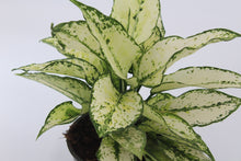Carica l'immagine nel visualizzatore di Gallery, Aglaonema 'White Kiwi' - Root Houseplants