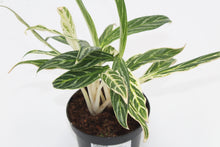Carica l'immagine nel visualizzatore di Gallery, Aglaonema 'Zebra Feathers' - Root Houseplants