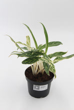 Carica l'immagine nel visualizzatore di Gallery, Aglaonema 'Zebra Feathers' - Root Houseplants