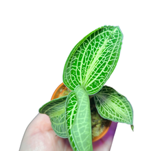 Carica l'immagine nel visualizzatore di Gallery, Anoectochilus albolineatus (White centre) - Root Houseplants