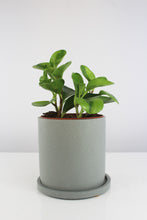 Carica l'immagine nel visualizzatore di Gallery, Anther + Moss Ceramics - Root Houseplants