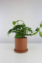 Carica l'immagine nel visualizzatore di Gallery, Anther + Moss Ceramics - Root Houseplants