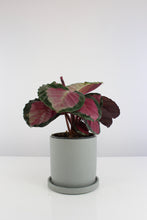 Carica l'immagine nel visualizzatore di Gallery, Anther + Moss Ceramics - Root Houseplants