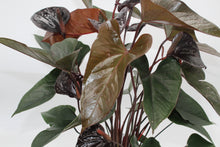 Carica l'immagine nel visualizzatore di Gallery, Anthurium andraeanum 'Black Beauty' - Root Houseplants