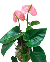Carica l'immagine nel visualizzatore di Gallery, Anthurium andraeanum 'Royal Spirit Champion' - Root Houseplants