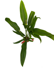 Carica l'immagine nel visualizzatore di Gallery, Anthurium bakeri - Root Houseplants