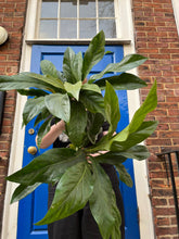 Carica l'immagine nel visualizzatore di Gallery, Anthurium crassinervium var. crassinervium (Jungle Bush) - Root Houseplants