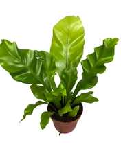 Carica l'immagine nel visualizzatore di Gallery, Asplenium nidus - Bird's nest fern - Root Houseplants