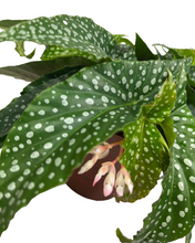 Carica l'immagine nel visualizzatore di Gallery, Begonia ‘Hot Spot’ - Root Houseplants