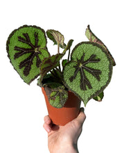 Carica l'immagine nel visualizzatore di Gallery, Begonia masoniana 'Rock' - Root Houseplants
