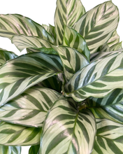 Carica l'immagine nel visualizzatore di Gallery, Calathea concinna 'Freddie' - Root Houseplants