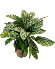 Carica l'immagine nel visualizzatore di Gallery, Calathea concinna 'Freddie' - Root Houseplants