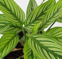 Carica l'immagine nel visualizzatore di Gallery, Calathea elliptica 'Vittata' - Root Houseplants