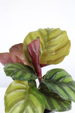 Carica l'immagine nel visualizzatore di Gallery, Calathea fasciata - Root Houseplants
