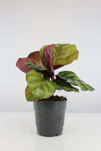 Carica l'immagine nel visualizzatore di Gallery, Calathea fasciata - Root Houseplants