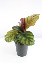 Carica l'immagine nel visualizzatore di Gallery, Calathea fasciata - Root Houseplants