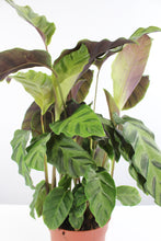 Carica l'immagine nel visualizzatore di Gallery, Calathea lietzei - Root Houseplants
