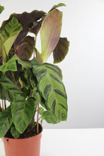Carica l'immagine nel visualizzatore di Gallery, Calathea lietzei - Root Houseplants