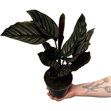 Carica l'immagine nel visualizzatore di Gallery, Calathea ornata - Root Houseplants