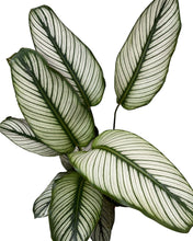 Carica l'immagine nel visualizzatore di Gallery, Calathea 'White Star' - Root Houseplants