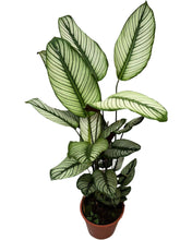 Carica l'immagine nel visualizzatore di Gallery, Calathea 'White Star' - Root Houseplants