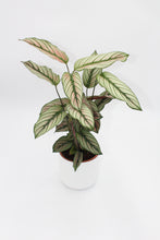 Carica l'immagine nel visualizzatore di Gallery, Calathea 'White Star' - Root Houseplants