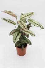 Carica l'immagine nel visualizzatore di Gallery, Calathea 'White Star' - Root Houseplants