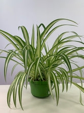 Carica l'immagine nel visualizzatore di Gallery, Chlorophytum comosum 'Vittatum' - Root Houseplants