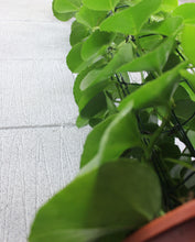 Carica l'immagine nel visualizzatore di Gallery, Cissus rotundifolia - Root Houseplants
